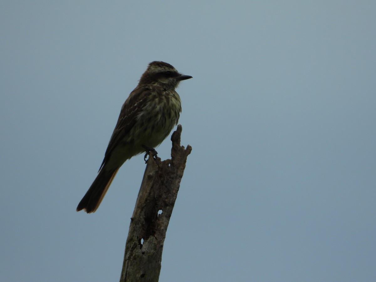 Variegated Flycatcher - ML646967477