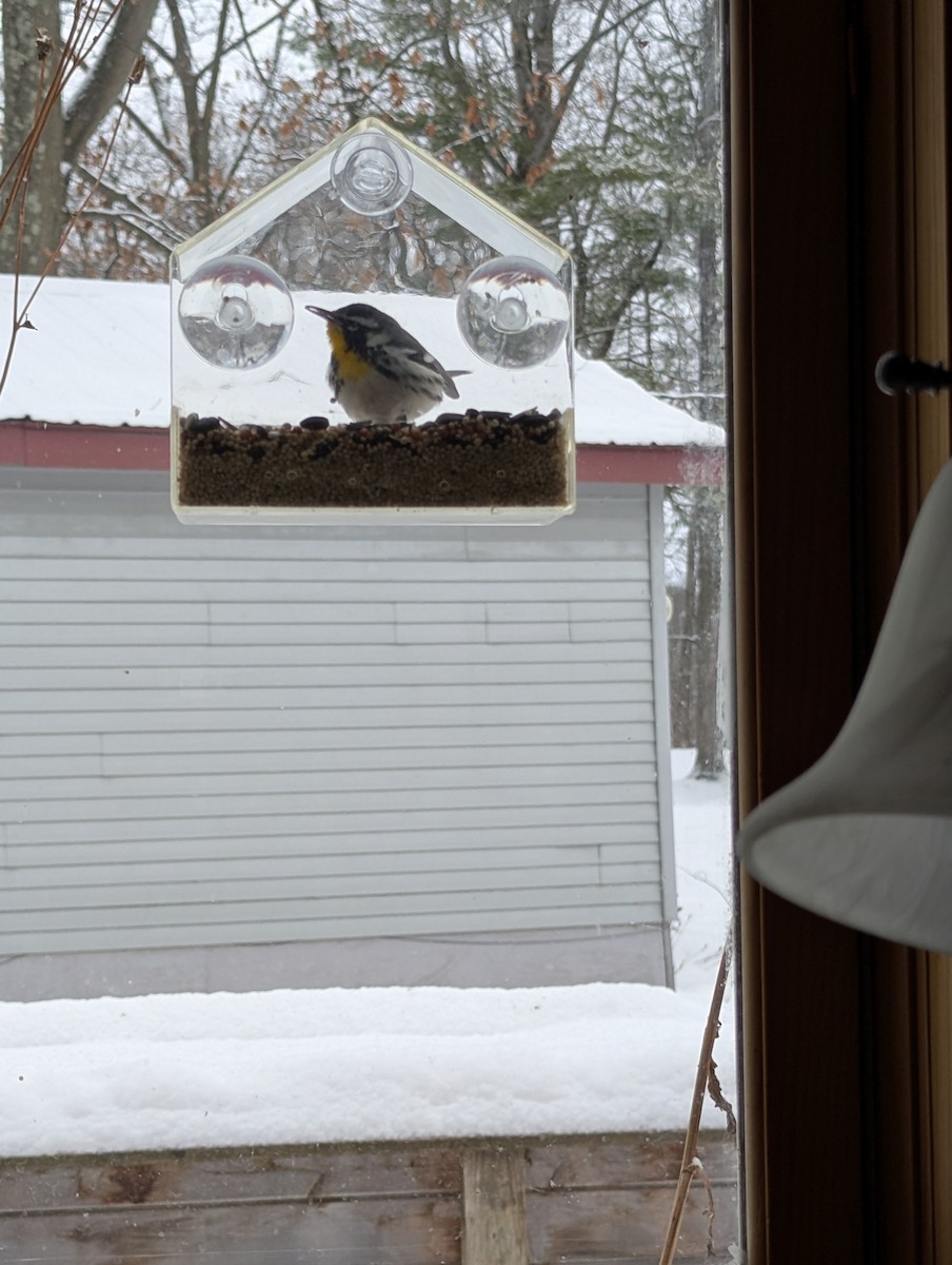 Yellow-throated Warbler - ML646967478