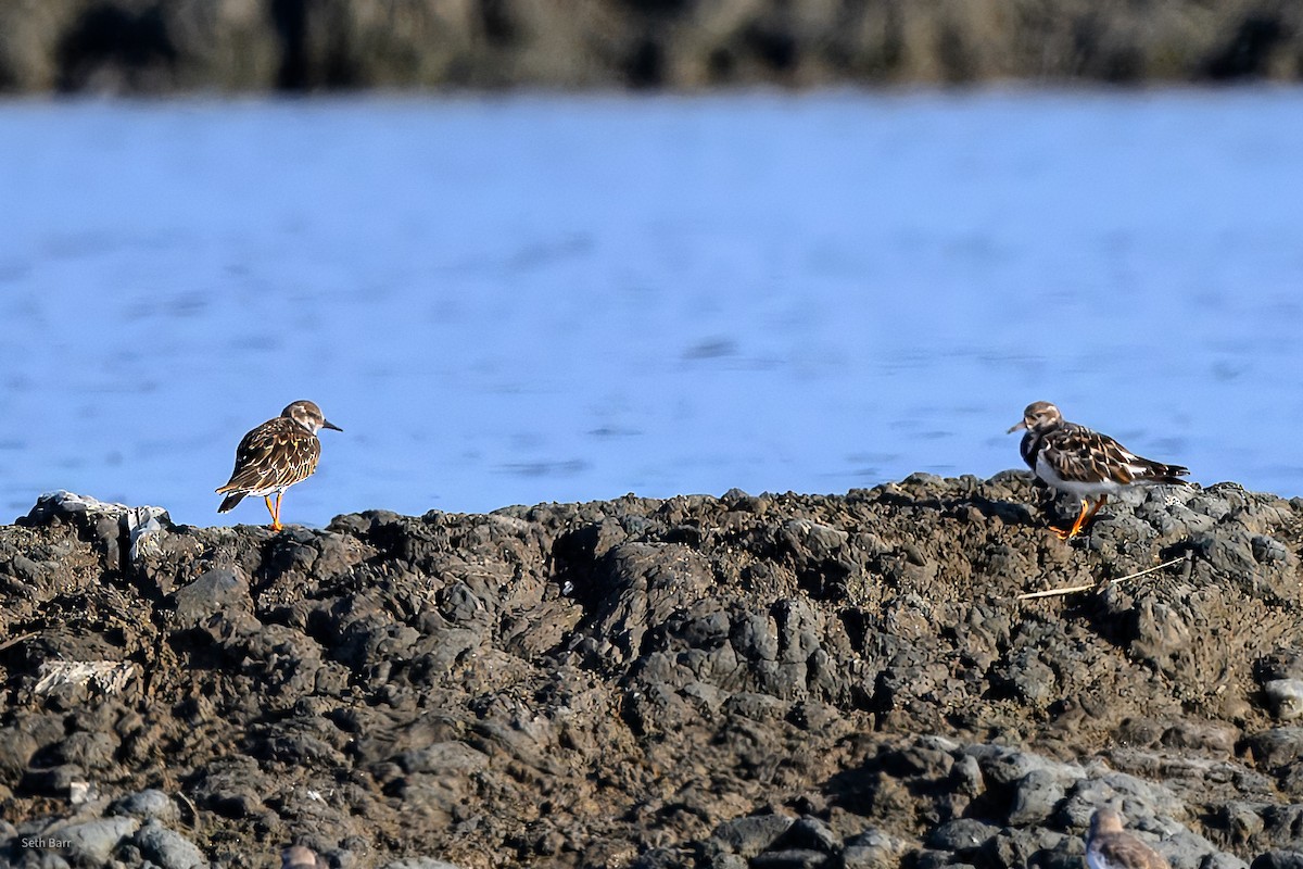 Voltapietre - ML646967479