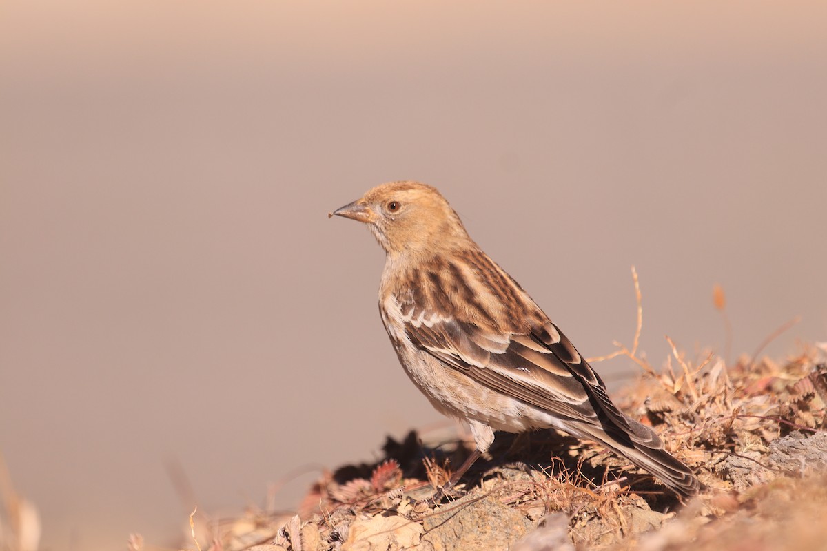 Plain Mountain Finch - ML646967480