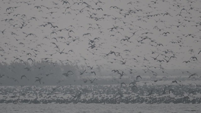 Чирянка-квоктун - ML646967481