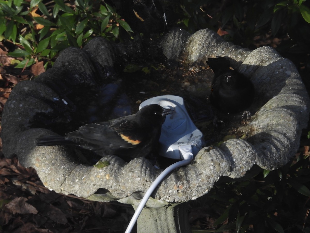 rødvingetrupial - ML646967485