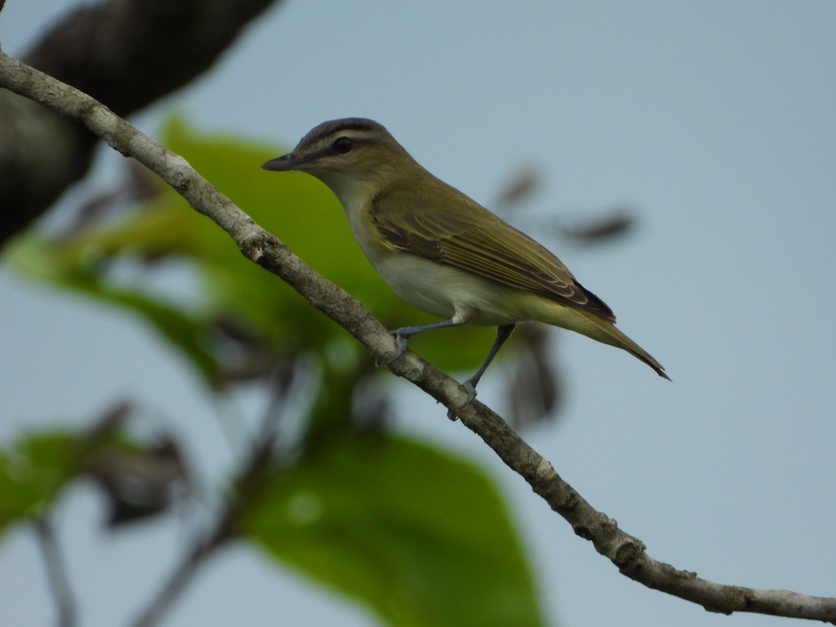 Chivi Vireo - ML646967491