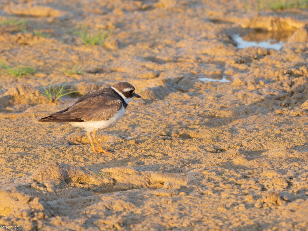 Chorlitejo Grande - ML646967492