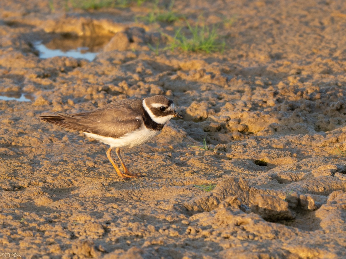 Chorlitejo Grande - ML646967496