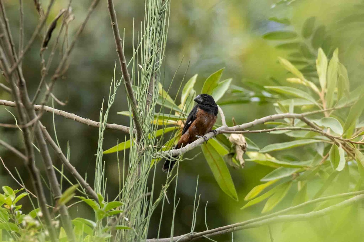 Chestnut-bellied Seed-Finch - ML646967497