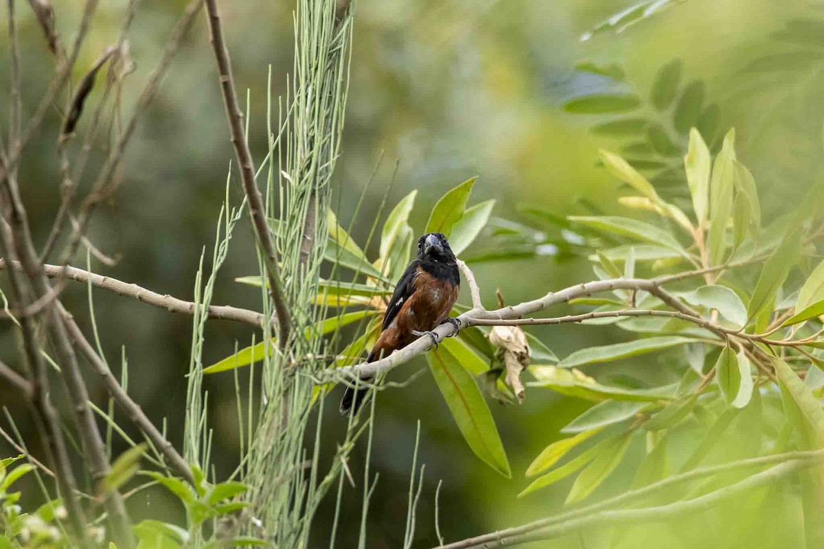 Chestnut-bellied Seed-Finch - ML646967498