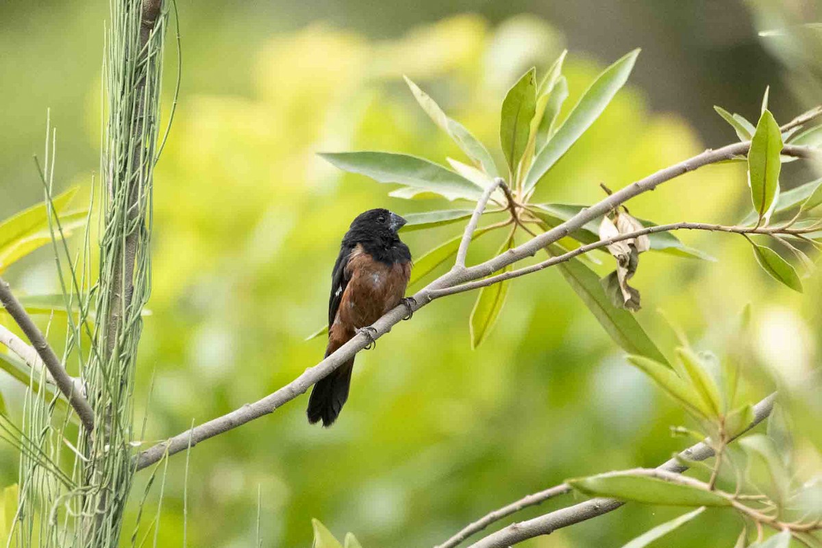 Chestnut-bellied Seed-Finch - ML646967499