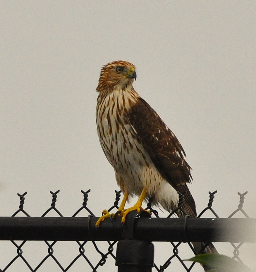 Яструб чорноголовий - ML646967501