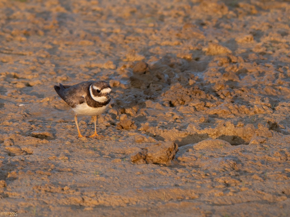 Chorlitejo Grande - ML646967504