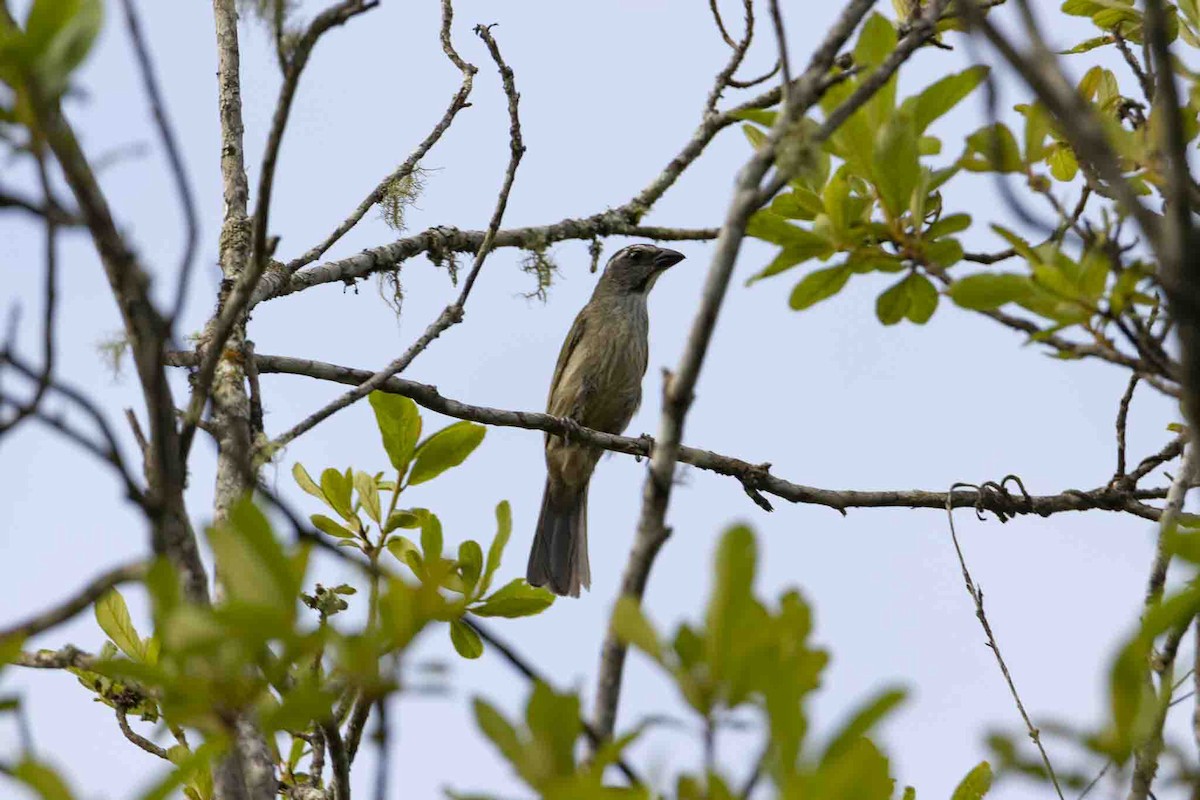 Зернолуск зеленокрилий - ML646967507