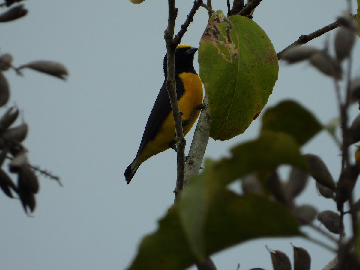 Purple-throated Euphonia - ML646967512