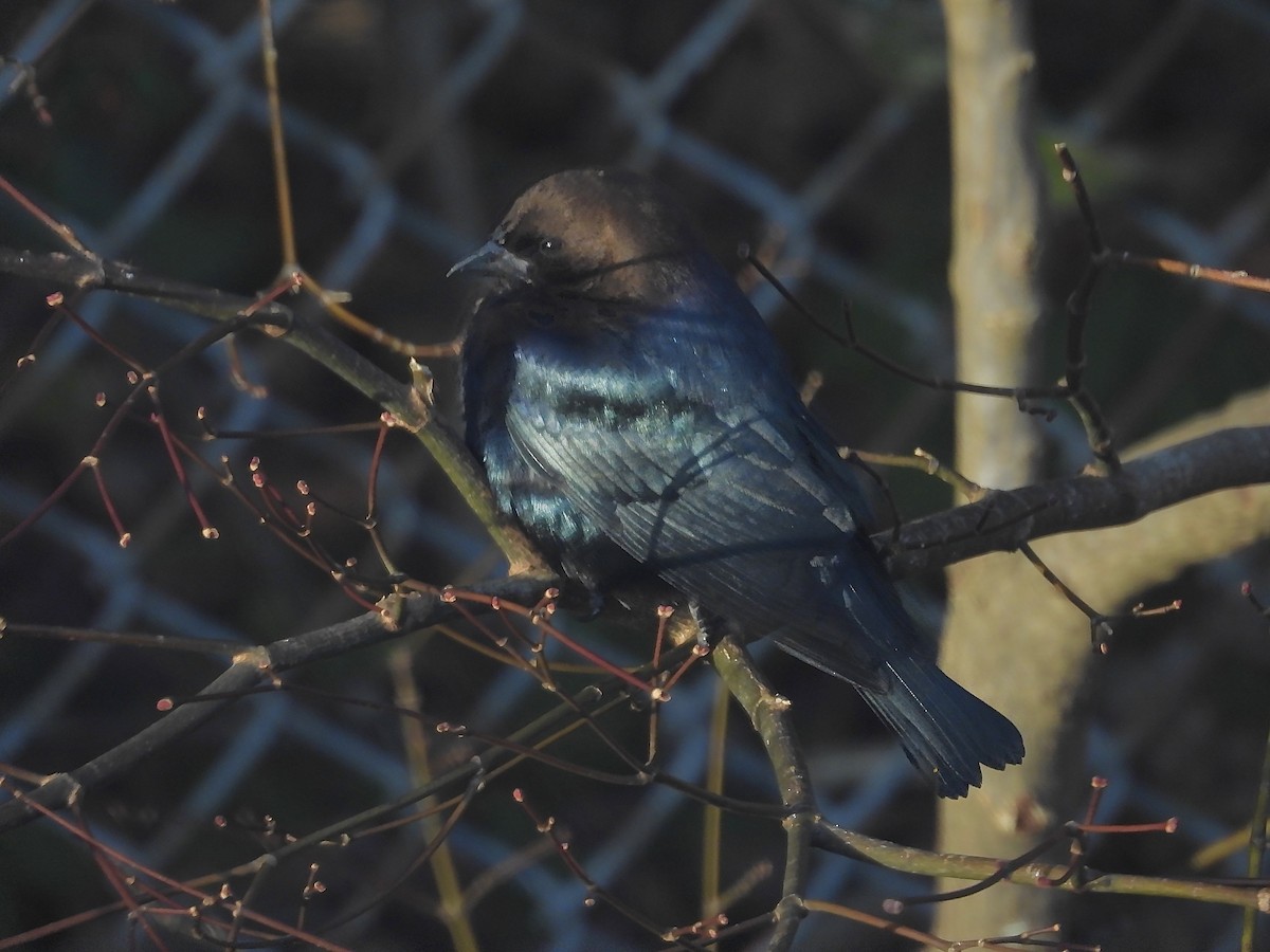 brunhodetrupial - ML646967517