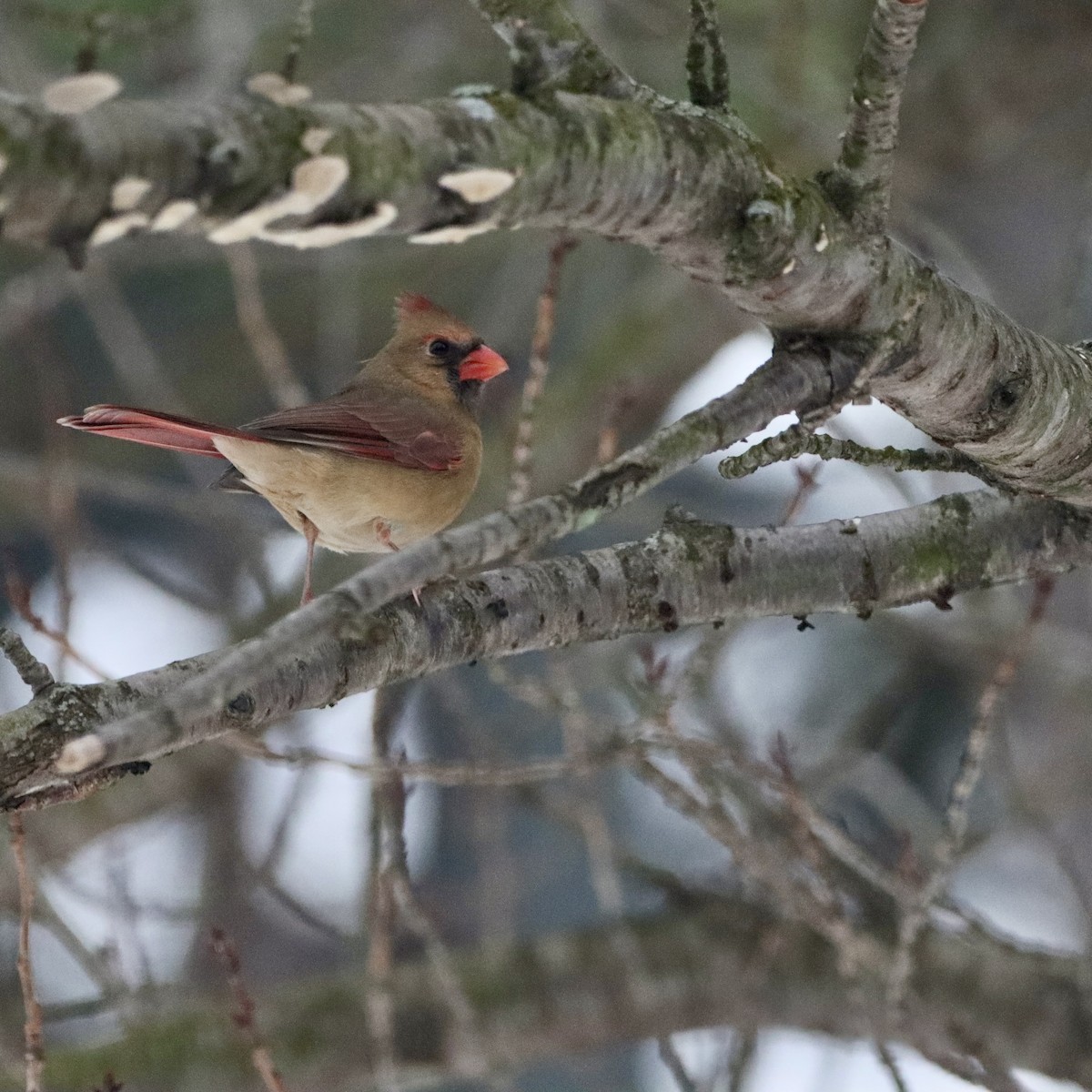 Northern Cardinal - ML646967518