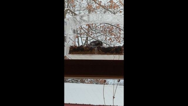 Пісняр-лісовик чорнощокий - ML646967520