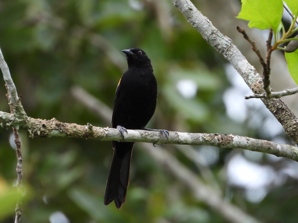 Variable Oriole - ML646967521