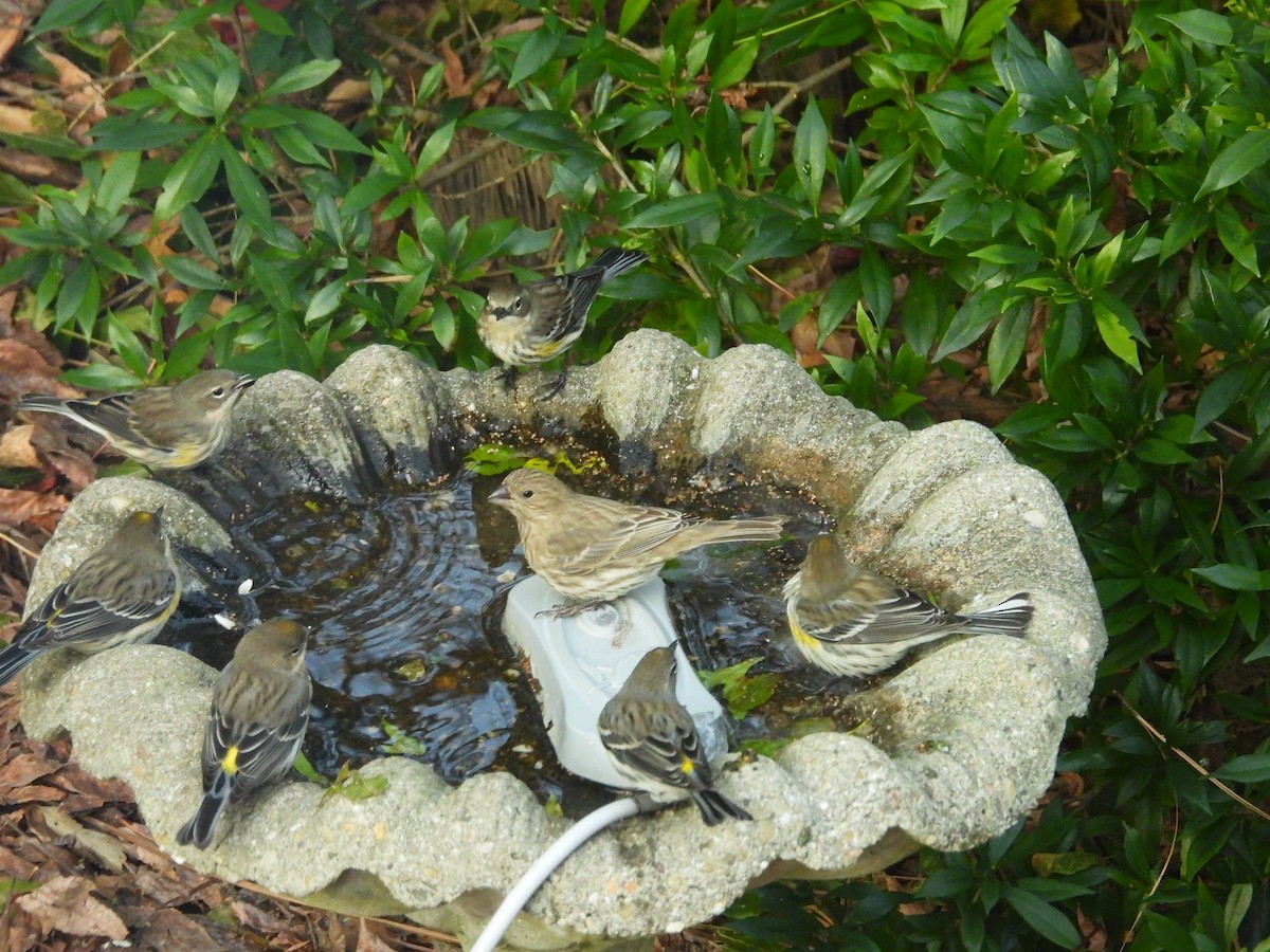 myrteparula - ML646967525