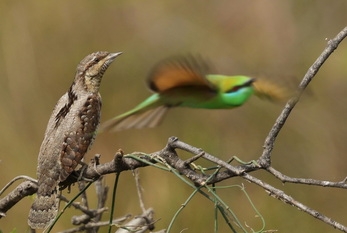 Eurasian Wryneck - ML646967531