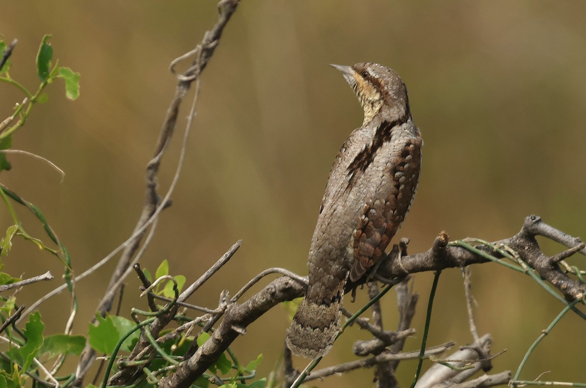 Eurasian Wryneck - ML646967532
