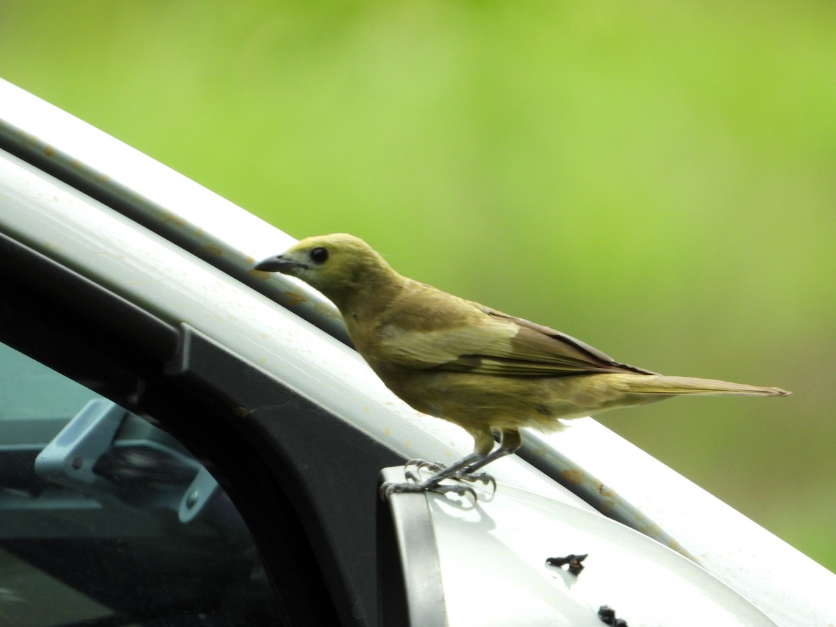 Palm Tanager - ML646967537