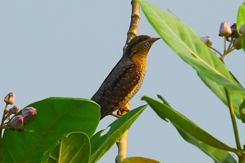 Wendehals - ML646967538