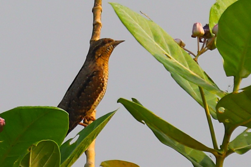 Wendehals - ML646967539