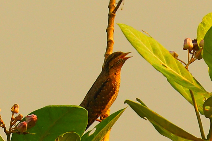 Wendehals - ML646967540