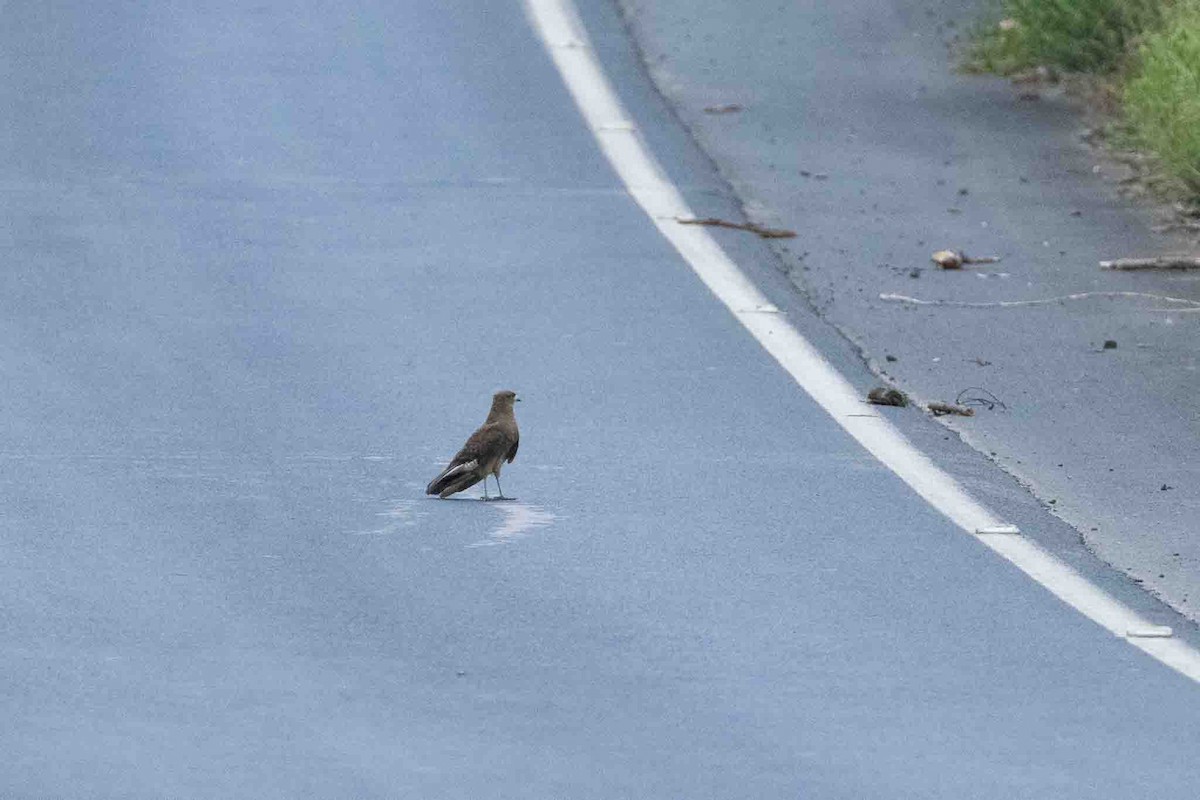 Chimango Caracara - ML646967542