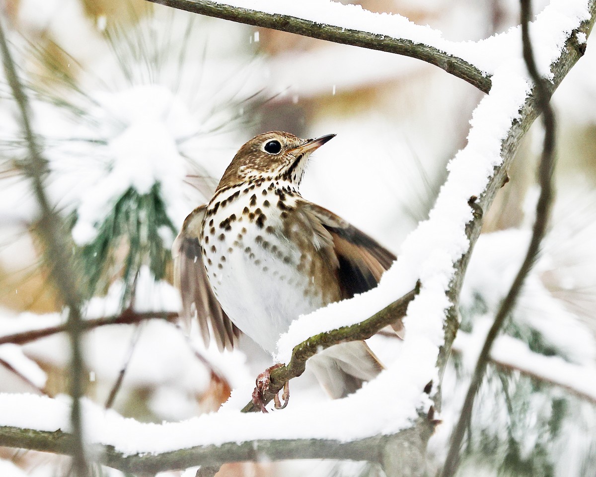 Дрізд-короткодзьоб плямистоволий - ML646967544