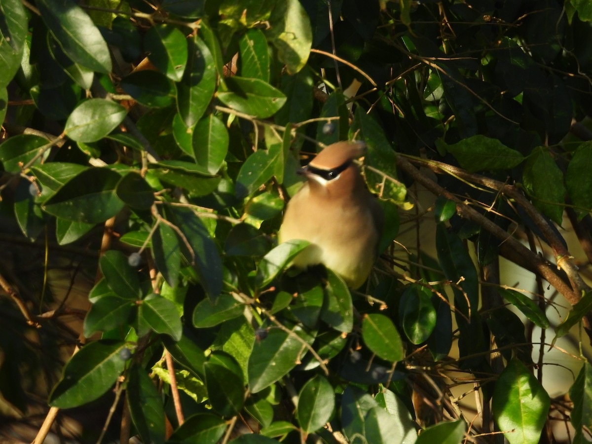 einersidensvans - ML646967549