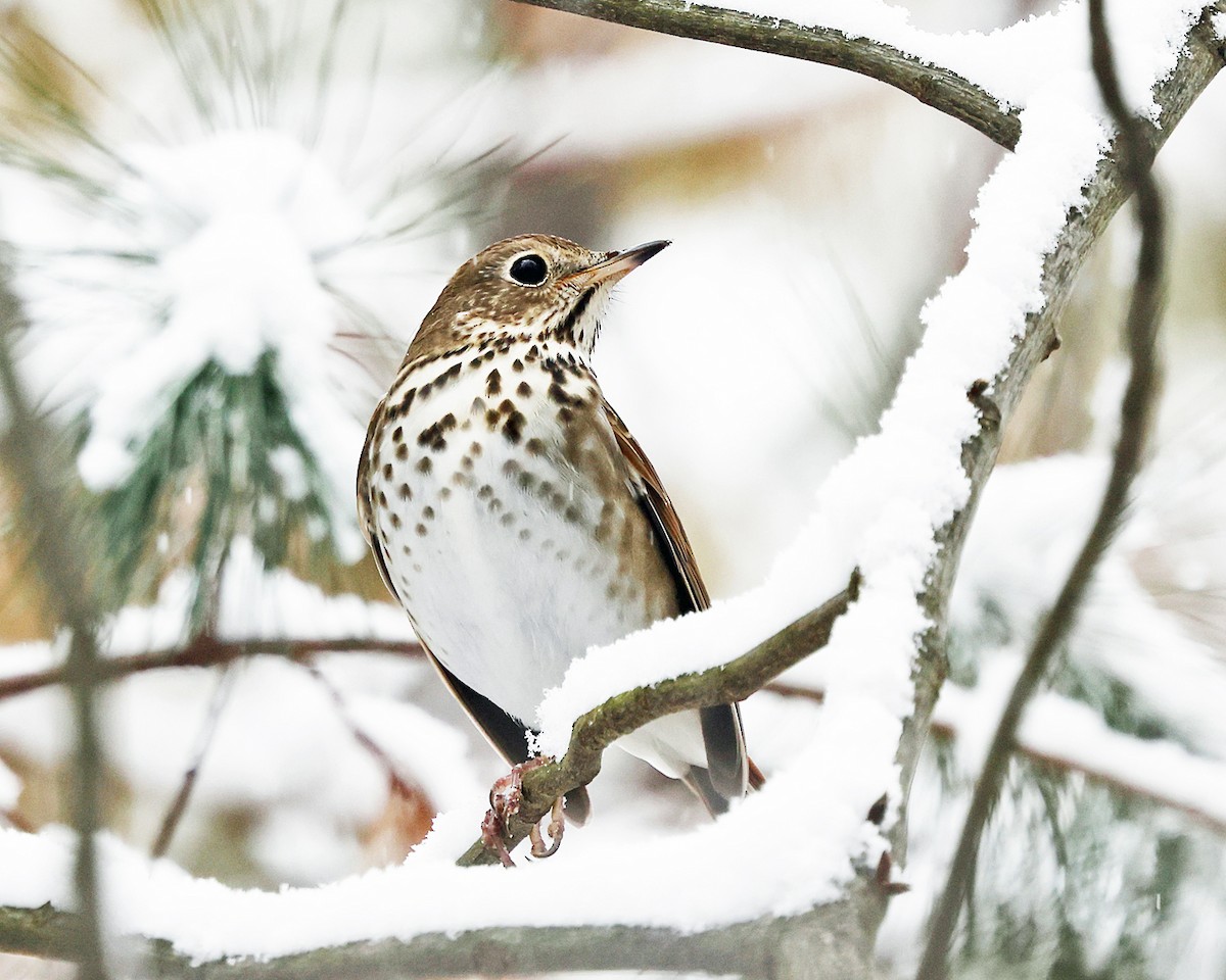 Дрізд-короткодзьоб плямистоволий - ML646967550