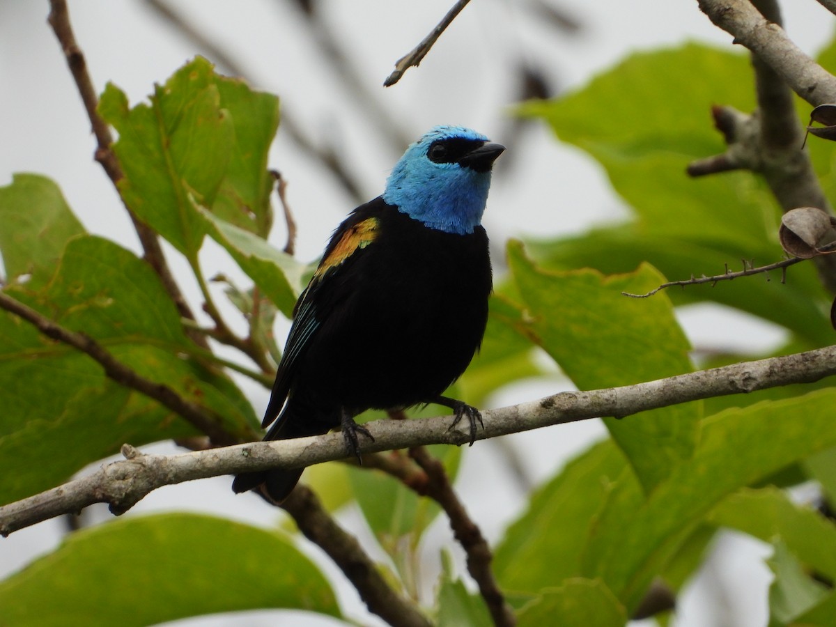 Blue-necked Tanager - ML646967551