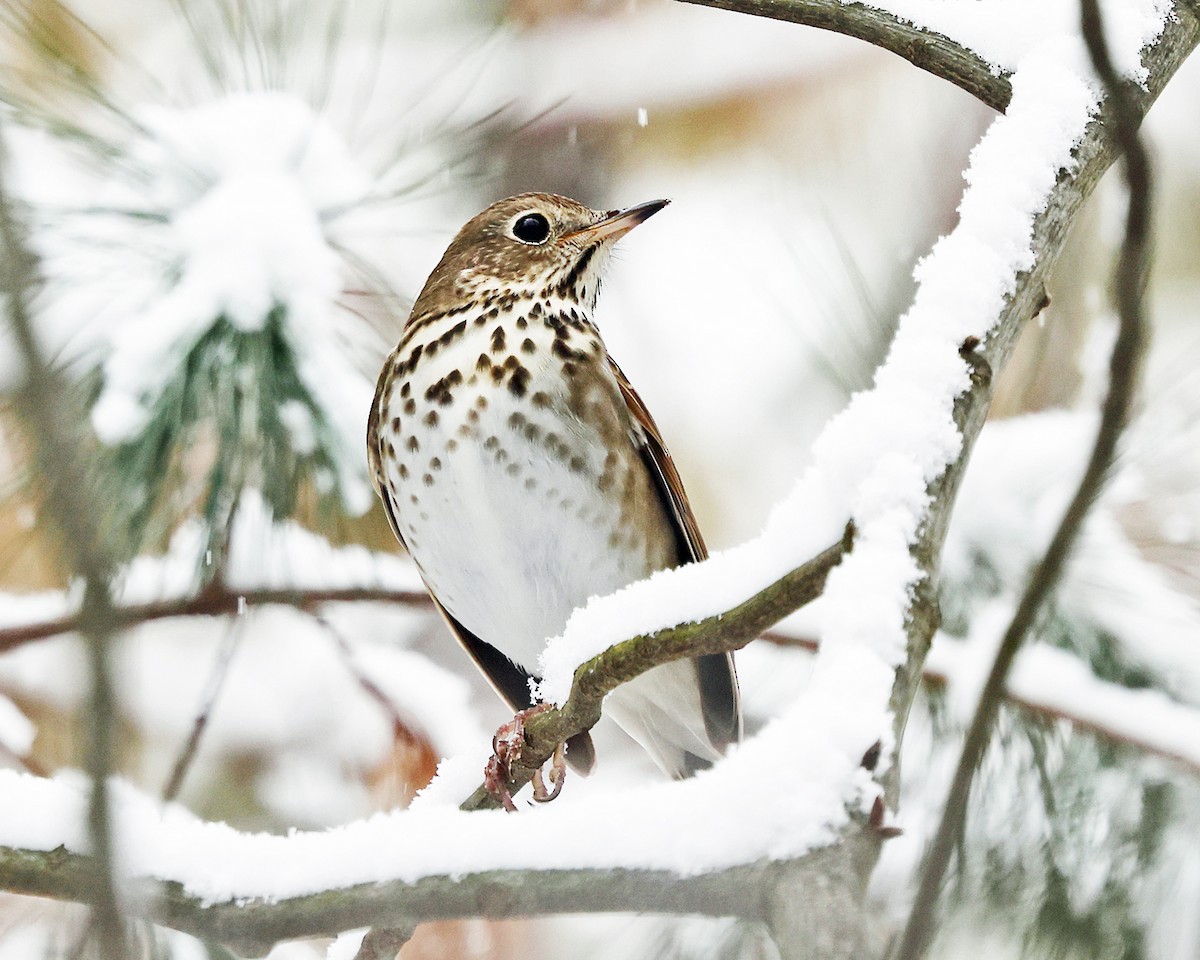 Дрізд-короткодзьоб плямистоволий - ML646967552