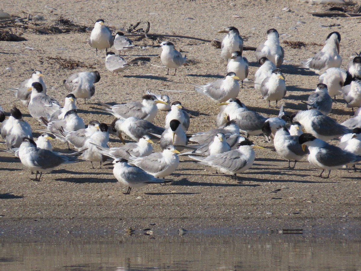 鳳頭燕鷗 - ML646967553