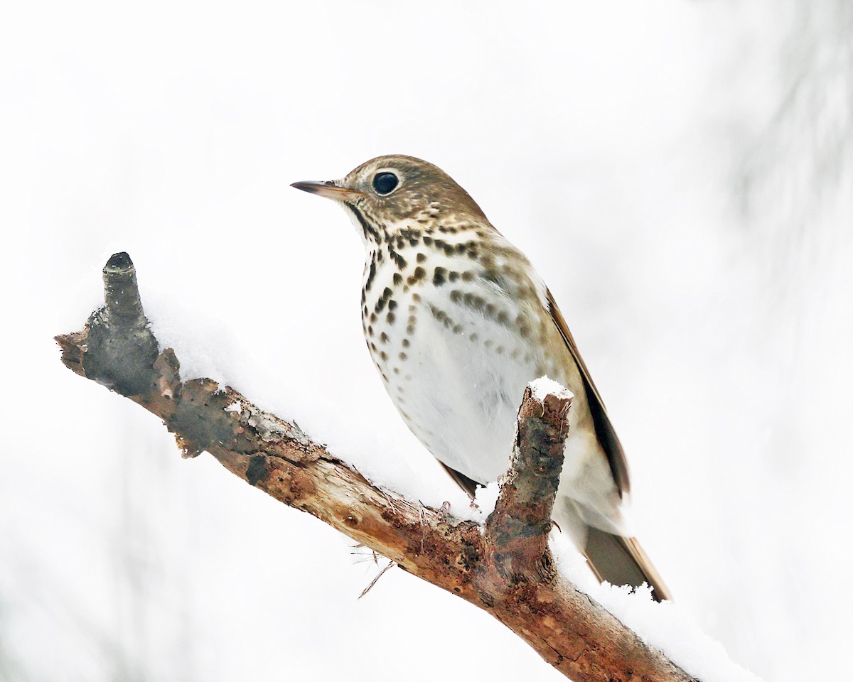 Дрізд-короткодзьоб плямистоволий - ML646967555