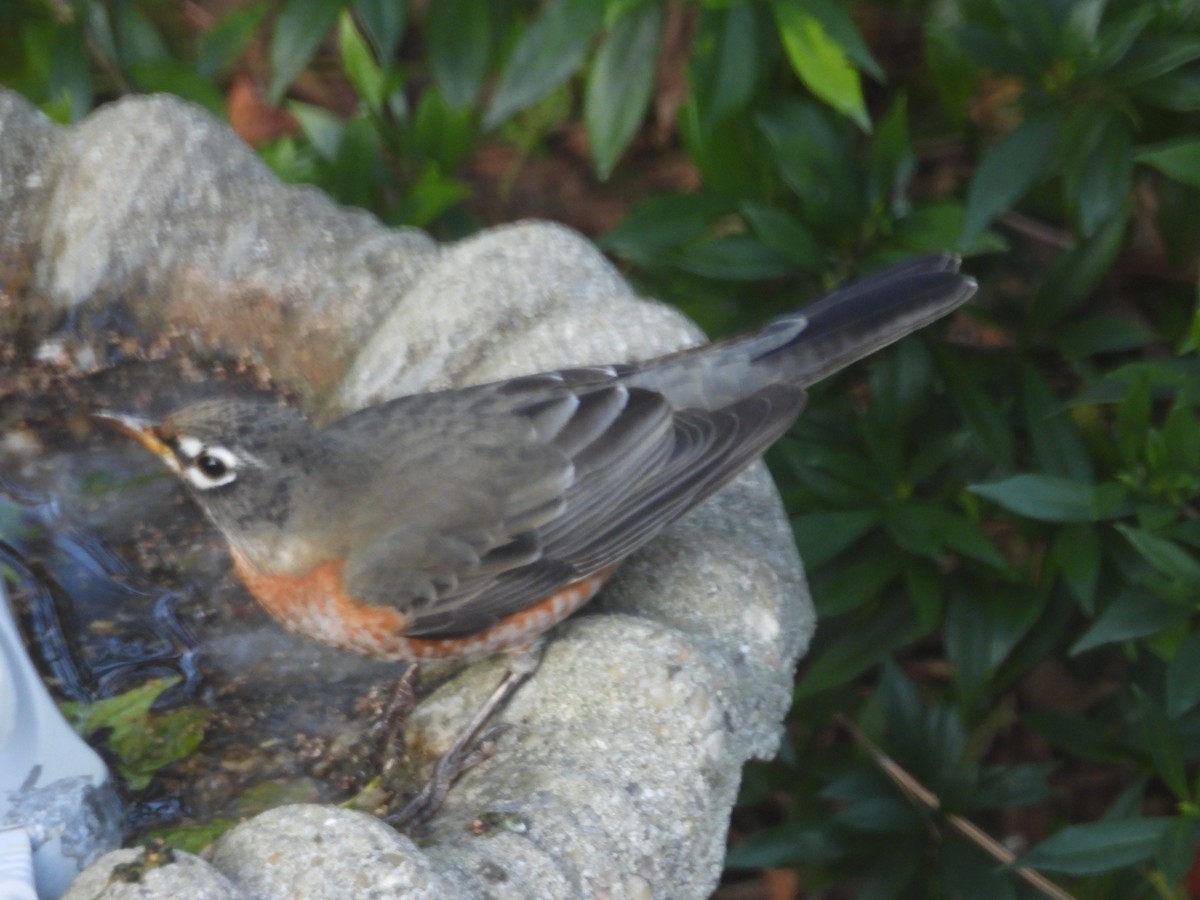 vandretrost - ML646967556