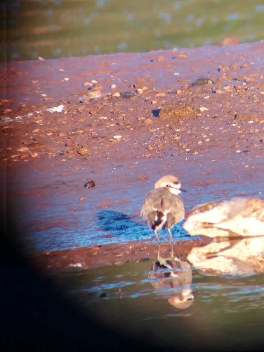 Kentish Plover - ML646967557