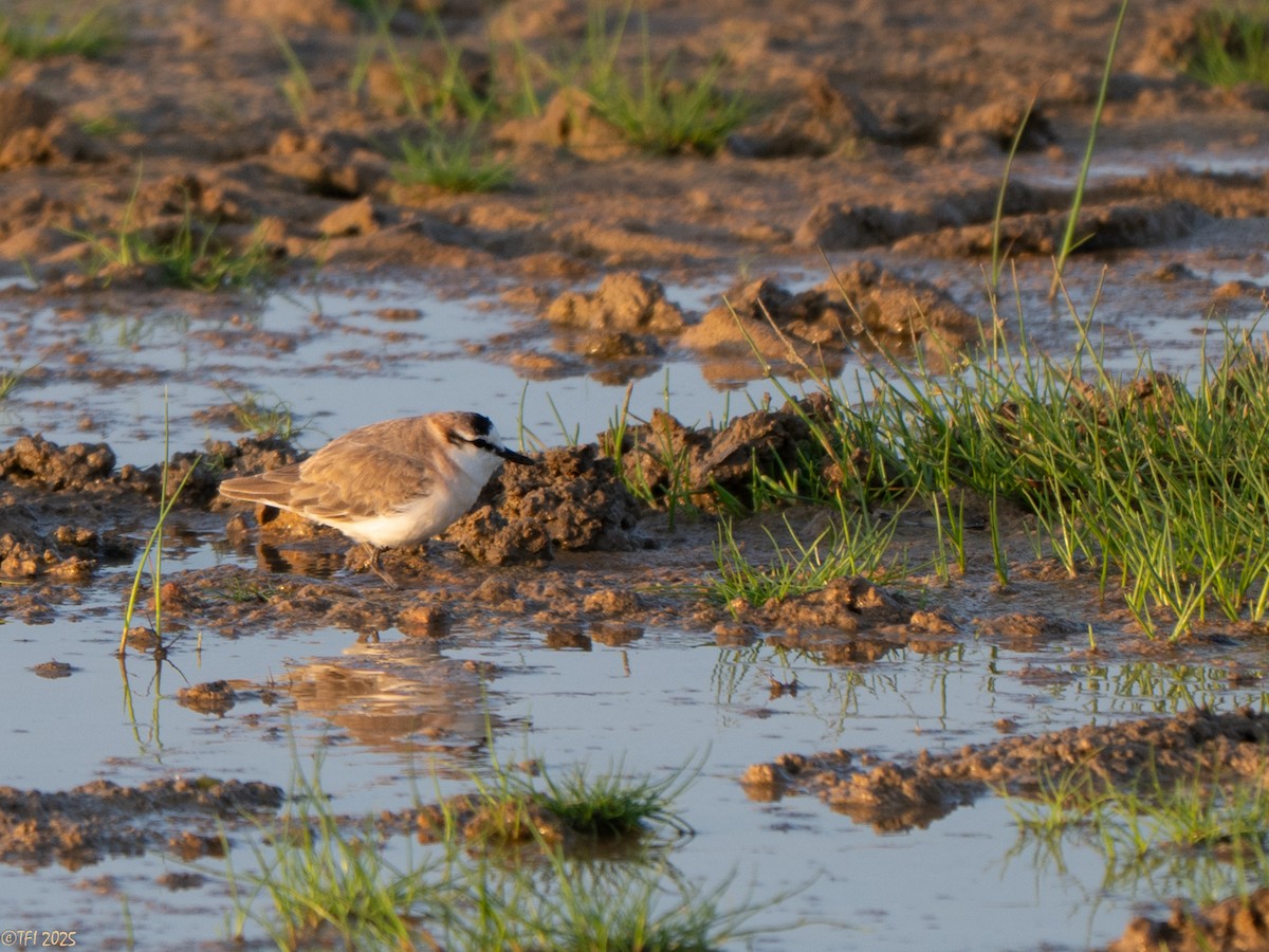Chorlitejo Frentiblanco - ML646967558
