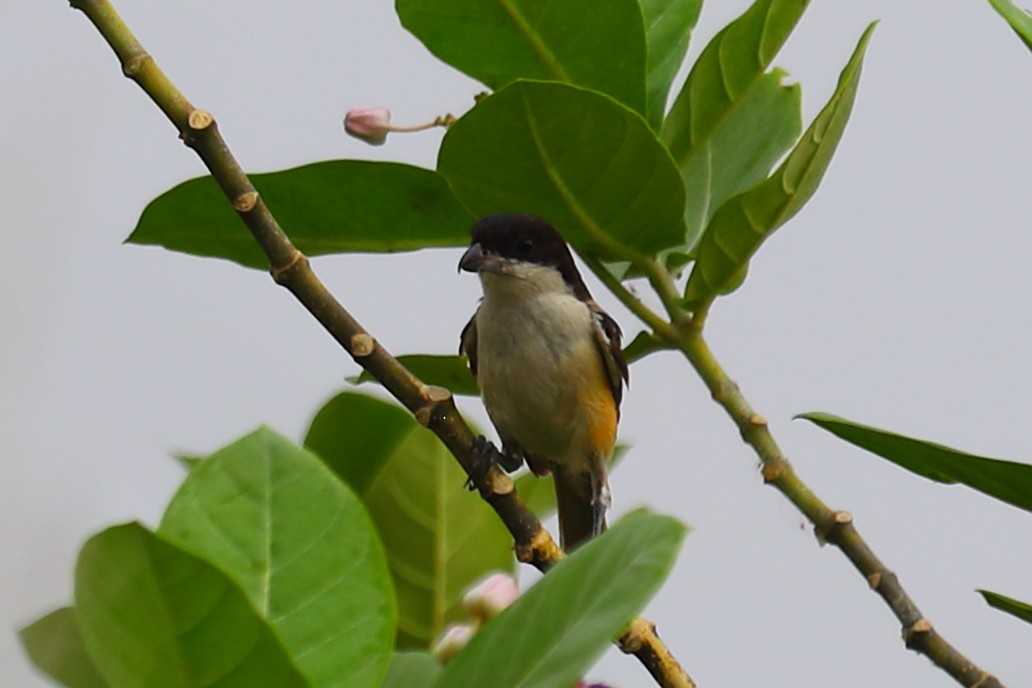 Schachwürger - ML646967559