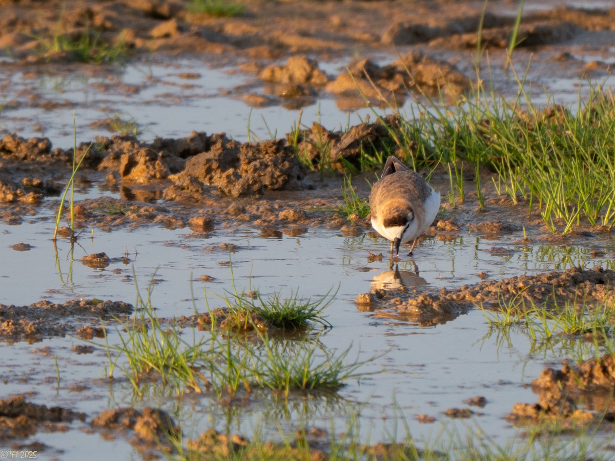 Chorlitejo Frentiblanco - ML646967560