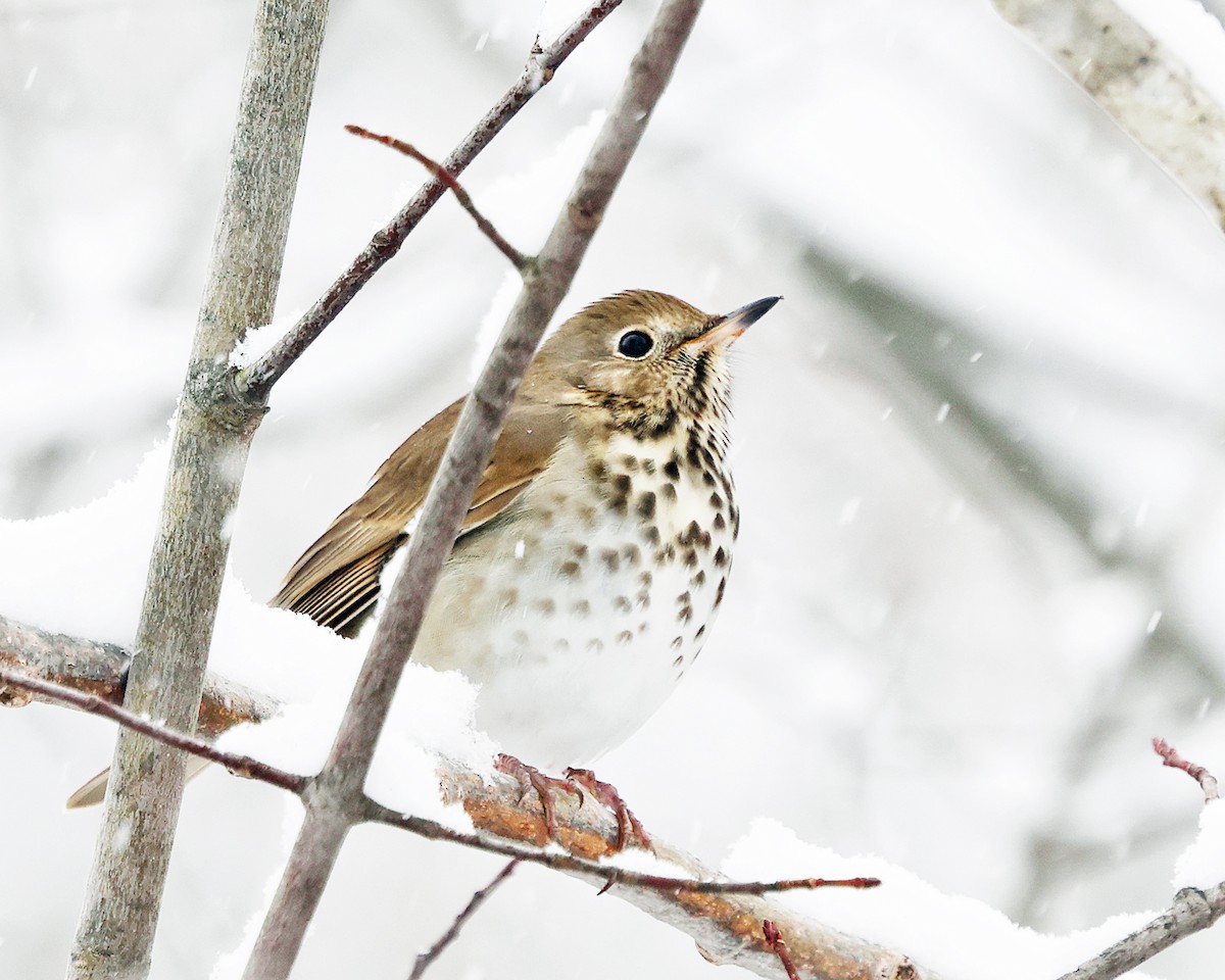 Дрізд-короткодзьоб плямистоволий - ML646967561