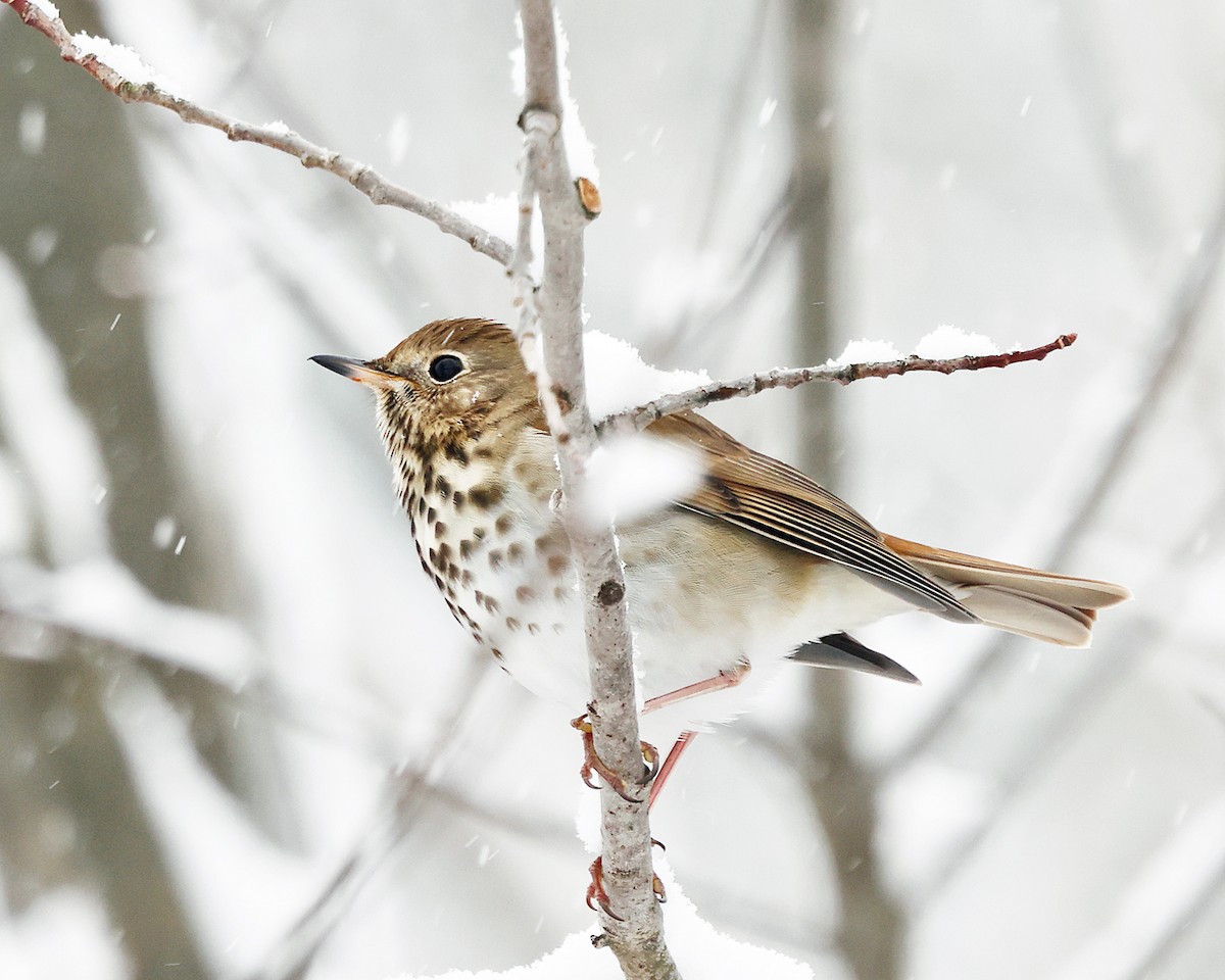 Дрізд-короткодзьоб плямистоволий - ML646967563