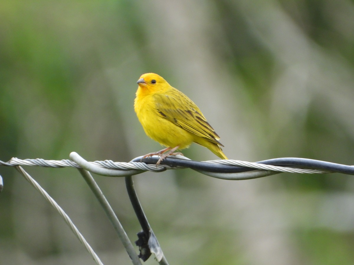 Saffron Finch - ML646967565