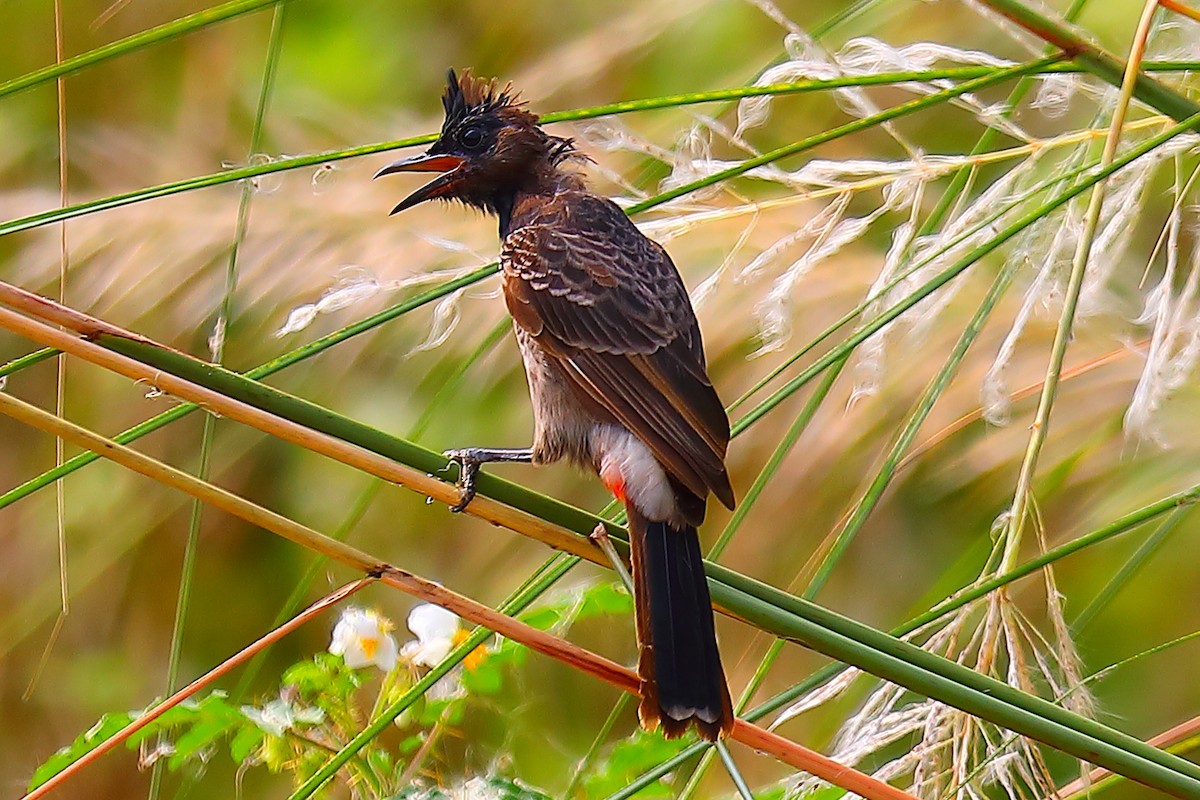 Rotsteißbülbül - ML646967566