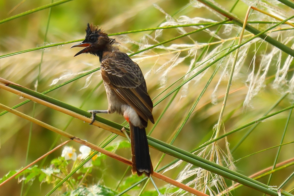 Rotsteißbülbül - ML646967567