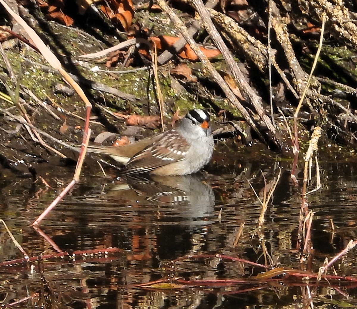 White-crowned Sparrow - ML646967570