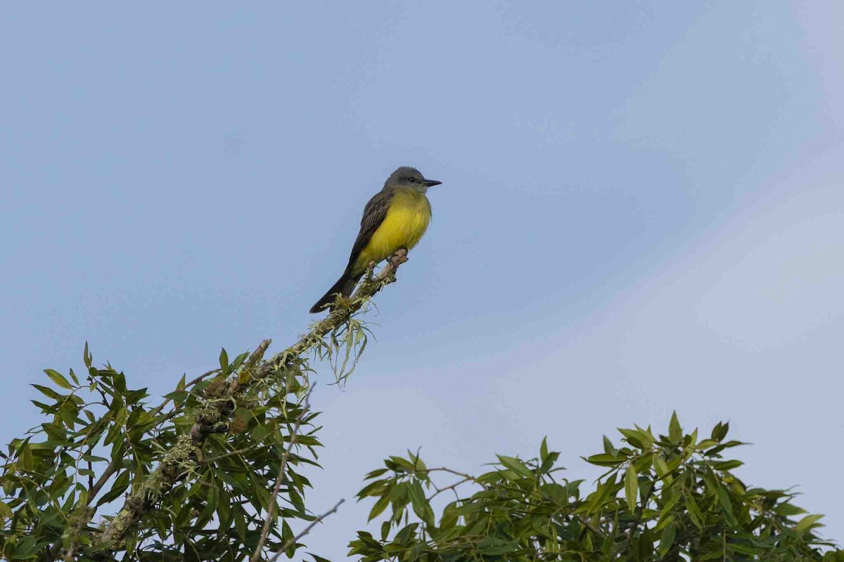 Tropical Kingbird - ML646967575