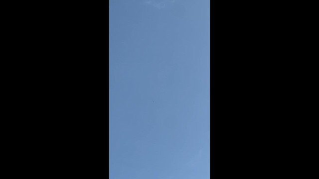 Підсоколик великий - ML646967576