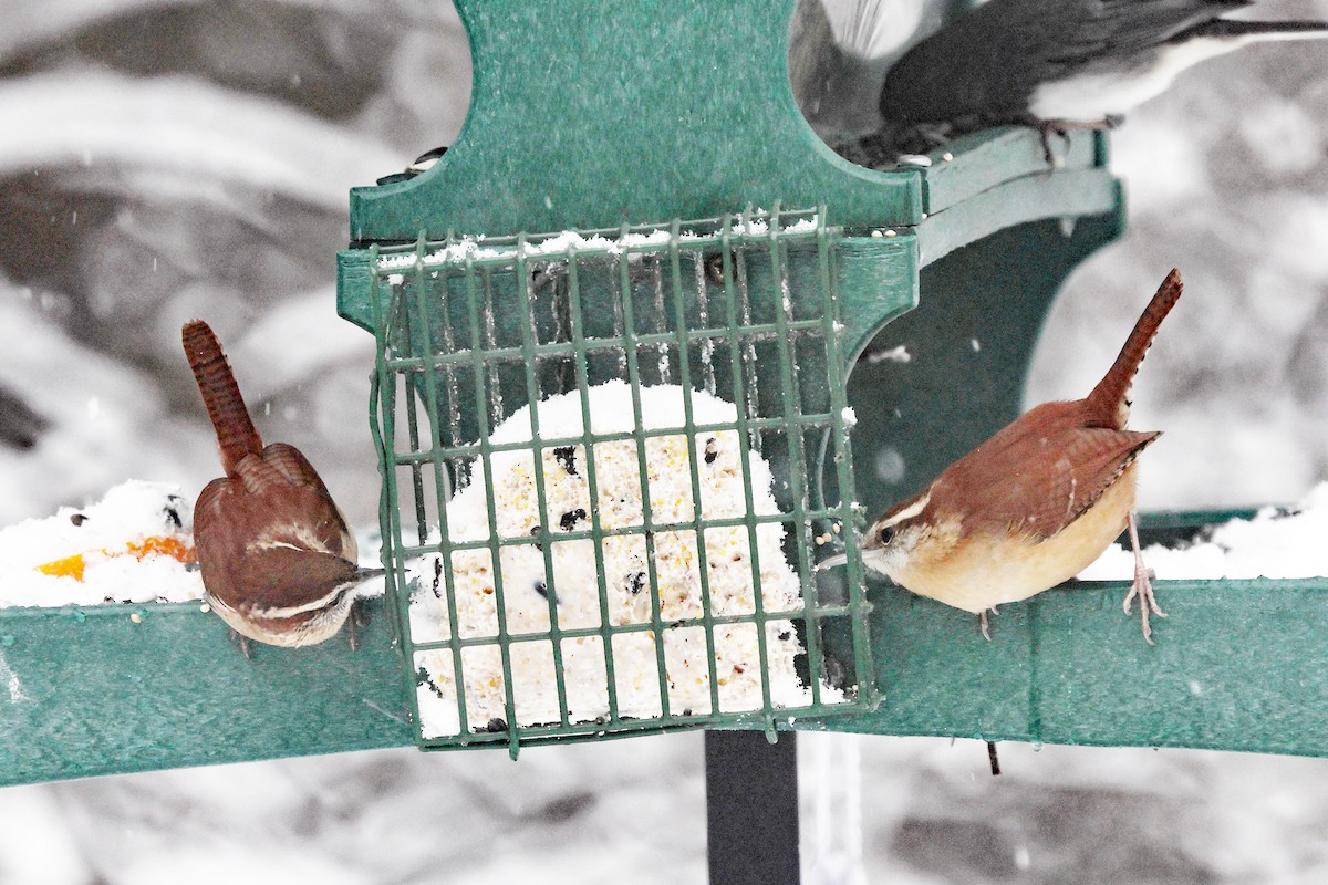 Troglodyte de Caroline - ML646967578