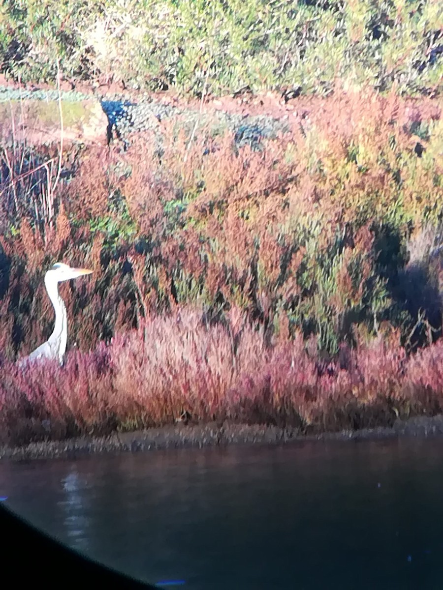 gråhegre - ML646967579